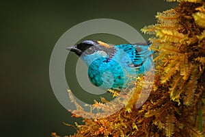 Blue Golden-naped Tanager, Tangara ruficervix, Amagusa reserve in Ecuador. Blue golden bird sitting on the branch in the forest