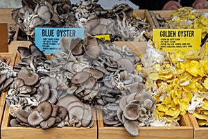 Blue and Golden Oyster Mushrooms for Sale at Local Farmers Market