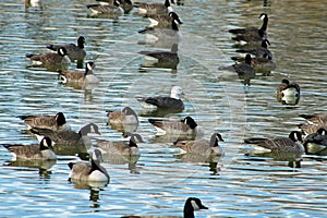 Snow Goose Anser caerulescens adult blue morph swimming with Canada geese urban lake canyon texas central flyway photo