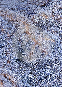 Blue Gorgonian detail (Acanthogorgia sp.).