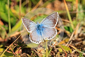 Blue Gossamer Winged Butterfly photo