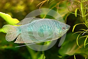 Blue gourami