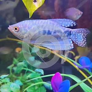Blue Gourami fish in aquarium