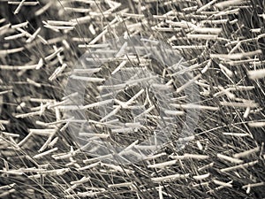 Blue Grama Grass in Monochrome