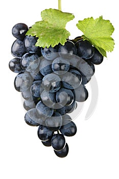 Blue grape