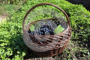 Blue grape in basket