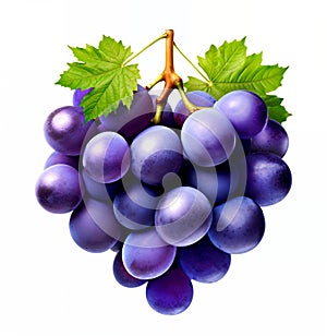 Blue grape bunch isolated on white background