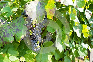 Blue grape on bunches with green leaves in vineyard on sunny summer day. Winery and grapevine. Red grape growing and