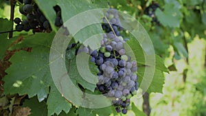Blue grape on bunches with green leaves in vineyard on sunny windy summer day. Winery and grapevine. Red grape growing