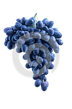 Blue grape cluster