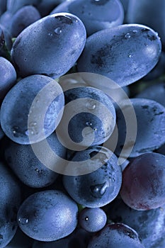 Blue grape cluster