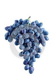 Blue grape cluster