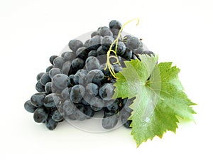 Blue grape cluster