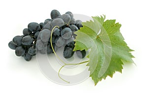 Blue grape cluster