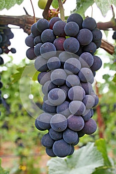 Blue Grape Cluster