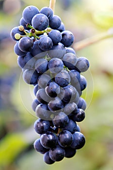 Blue Grape Cluster