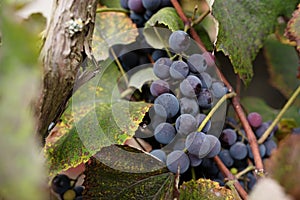 Blue grape cluster against sunlight closeup view