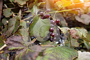 Blue grape cluster against sunlight closeup view