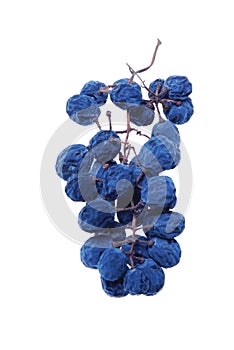 Blue grape cluster as raisin