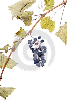 Blue grape cluster as raisin