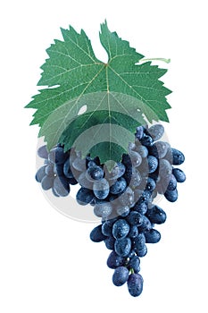 Blue grape cluster with leaves