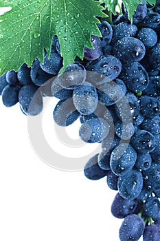 Blue grape cluster with leaves