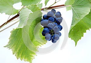 Blue grape cluster with leaves