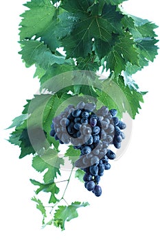 Blue grape cluster with leaves and vine