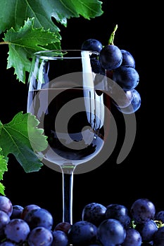 Blue grape cluster and red wine