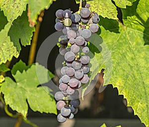 Blue grape cluster on vine closeup photo