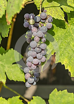 Blue grape cluster on vine closeup photo