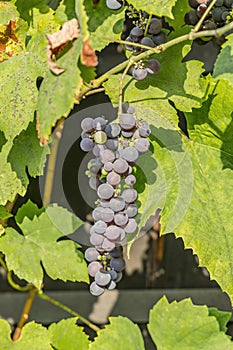 Blue grape cluster on vine closeup photo