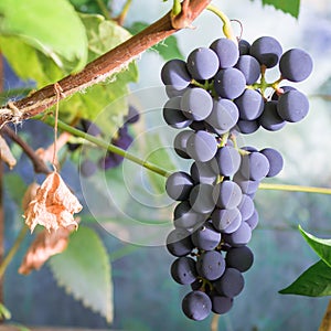 Blue grape cluster, vine and leaves
