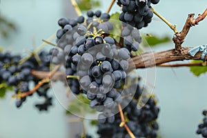 Blue grape cluster in vineyard, close up