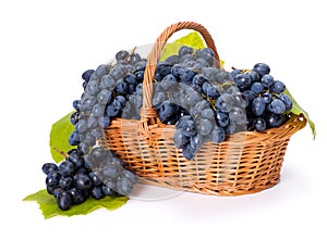 Blue grape clusters in basket