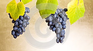 Blue grape clusters on white