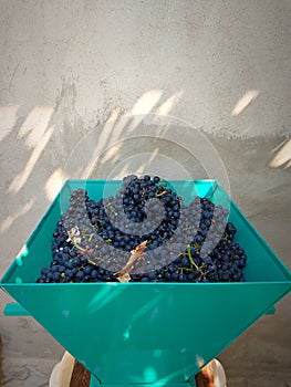 Blue grape crusher. The old traditional technology for crushing and draining juice. Rustic style. Cement wall background