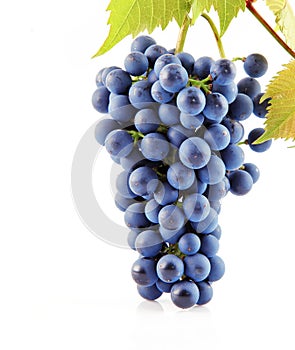 Blue grape fruits with leaves isolated on white