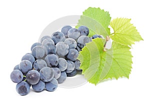 Blue grape with green leaves