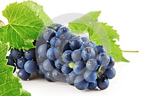 Blue grape with green leaves isolated fruit