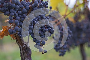 A blue grape hanging in a vineyard. photo