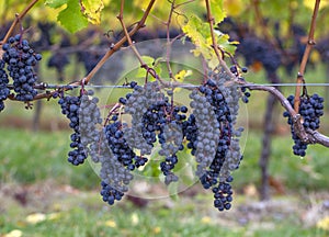 A blue grape hanging in a vineyard. photo