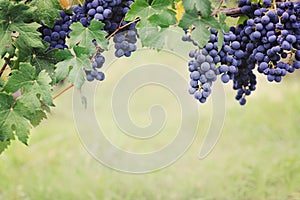 Blue grape in harvesting time