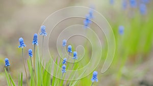 Blue grape hyacinth. Blue muscari flowers. Blue grape hyacinth against blurred green background. Rack focus.