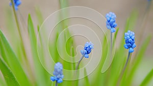 Blue grape hyacinth. Blue muscari flowers. Blue grape hyacinth against blurred green background. Selective focus.