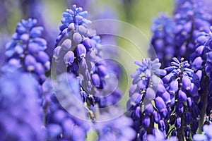 Blue grape hyacinth feild