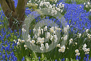 Blue grape hyacinth field with white lent lilies