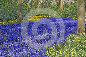 Blue grape hyacinth field with yellow lent lilies