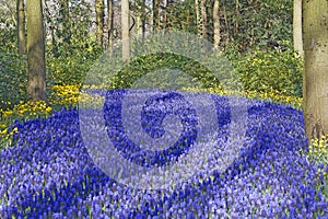 Blue grape hyacinth field with yellow lent lilies