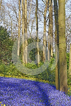 Blue grape hyacinth field with yellow lent lilies